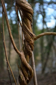 Tree nature forest branch Photo