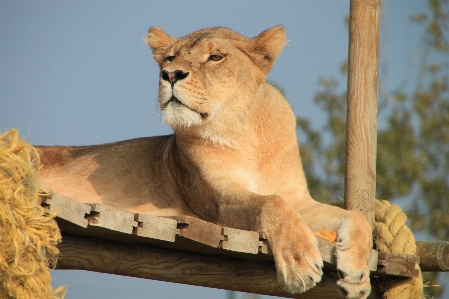 Foto Animal animais selvagens mamífero juba
