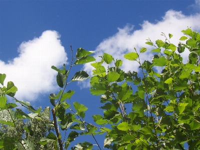 Tree nature blossom cloud Photo