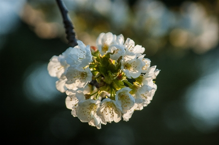 Nature branch blossom plant Photo