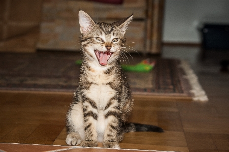 Foto Animale domestico gattino gatto mammifero