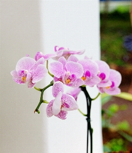 Blossom plant bunch flower Photo