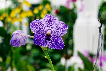 Nature grass blossom plant Photo