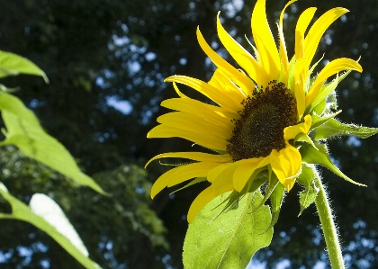 Nature growth plant leaf Photo