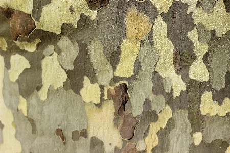 Tree structure wood texture Photo