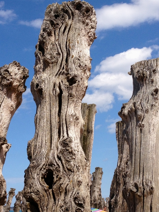 Plage arbre rock nuage