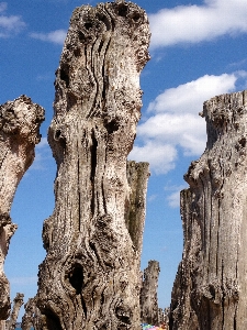 Beach tree rock cloud Photo