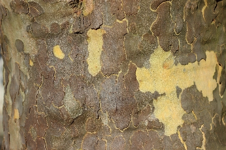 Tree structure wood texture Photo