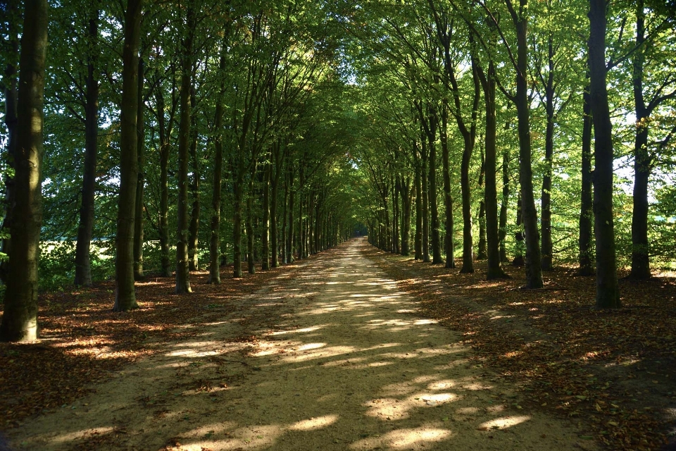 Drzewo natura las ścieżka