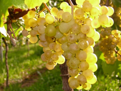 Nature plant grape vineyard Photo