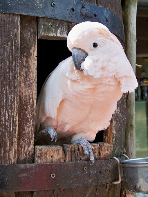 Pássaro jardim zoológico bico rosa