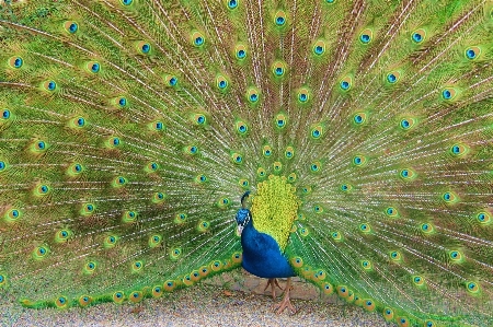 鳥 羽 緑 嘴 写真