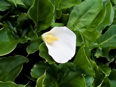 Plant white leaf flower Photo