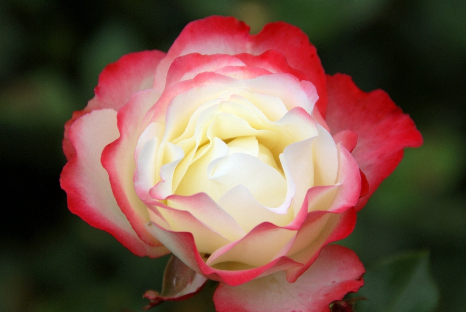 Nature blossom plant flower