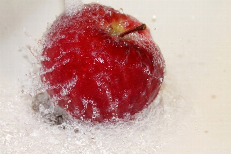 Apple water plant fruit Photo