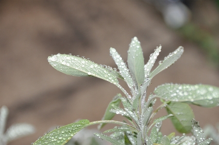 Branch plant leaf flower Photo