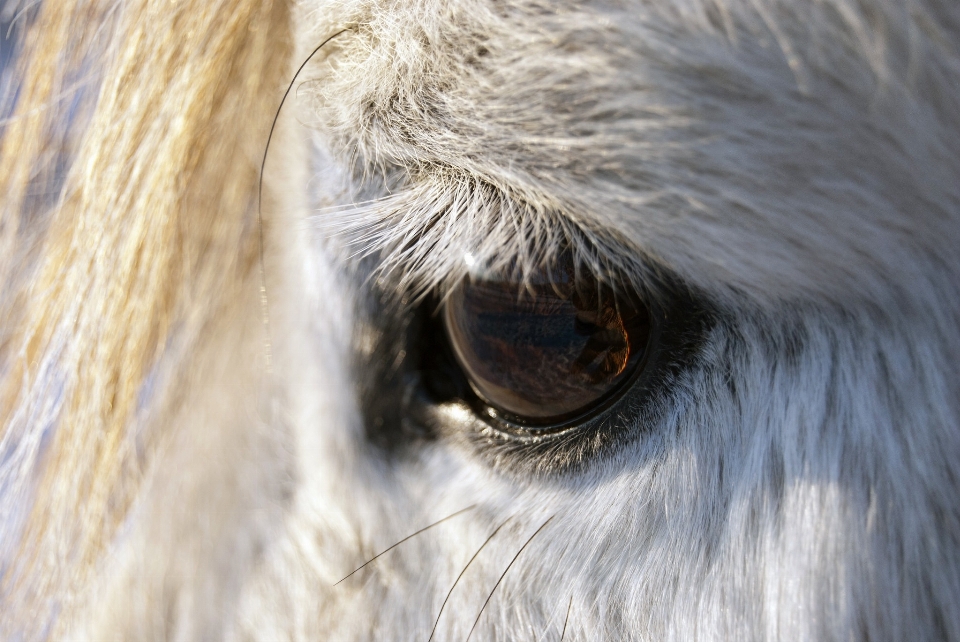 Blanc mignon faune portrait