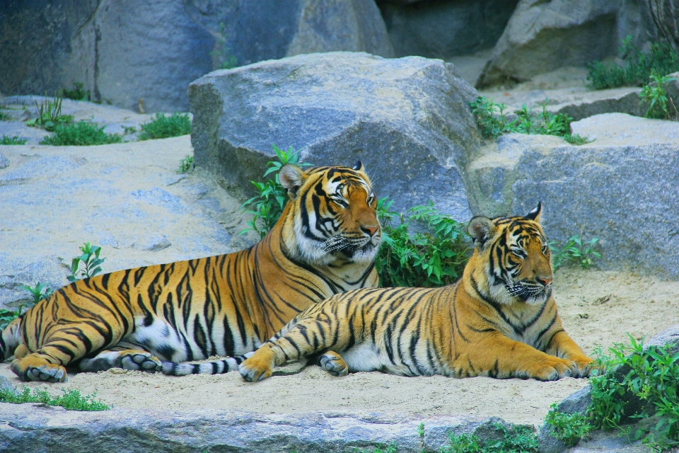 動物 レクリエーション 野生動物 野生