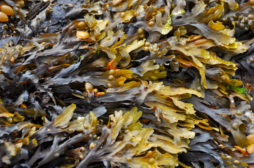 Plage arbre usine feuille