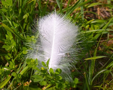 Nature grass plant lawn Photo