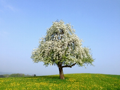 Landscape tree nature branch Photo