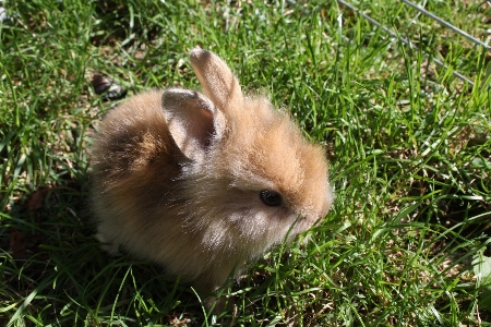 Grass meadow flower cute Photo