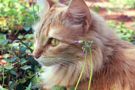 Hair animal cute pet Photo