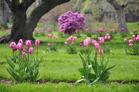 Grass blossom plant lawn Photo