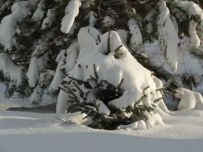 Tree outdoor branch snow Photo