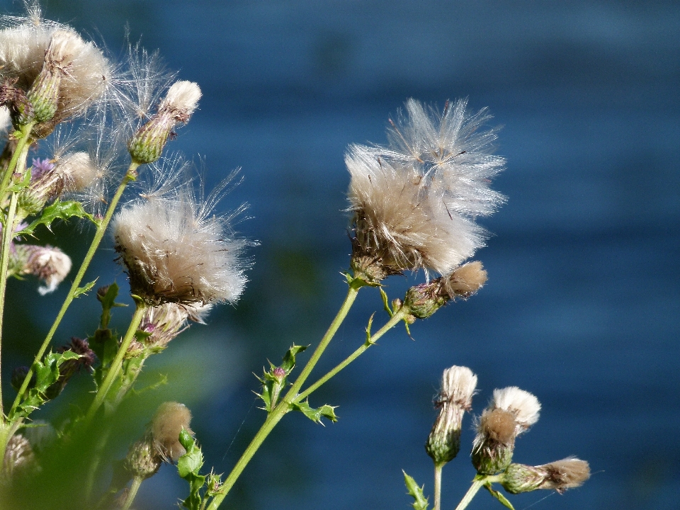 Nature grass blossom plant