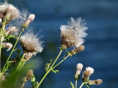 自然 草 花 植物 写真