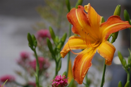 Outdoor blossom growth plant Photo