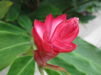 Foto All'aperto fiore crescita pianta