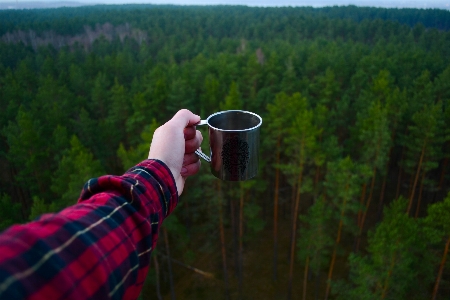 Foto Albero natura foresta erba