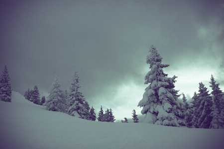 Tree nature outdoor mountain Photo