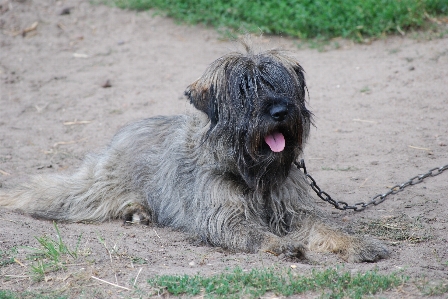 Zincir köpek yaz kürk Fotoğraf