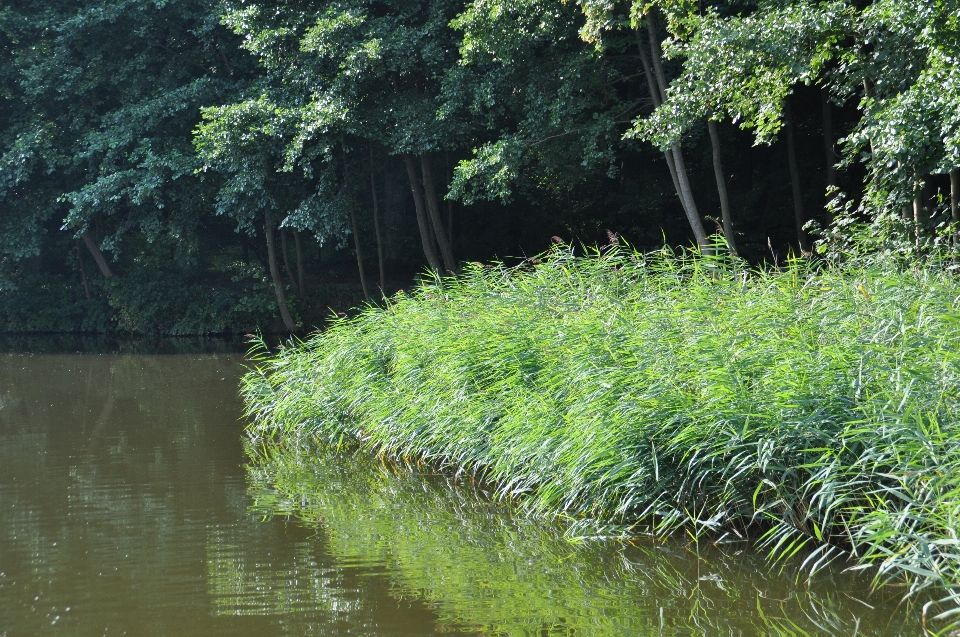 Albero acqua natura erba