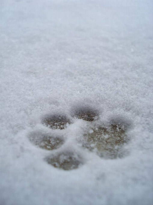 雪 冬天 霜 狗