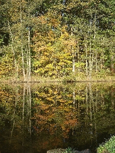 木 水 自然 森 写真