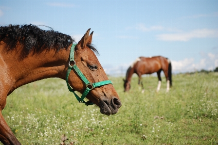 Grass meadow prairie animal Photo