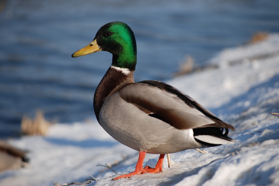 Wasser winter vogel tier