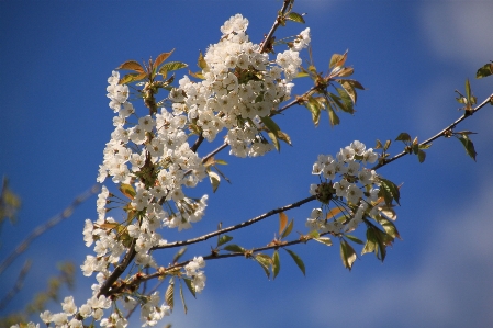 Tree nature branch blossom Photo