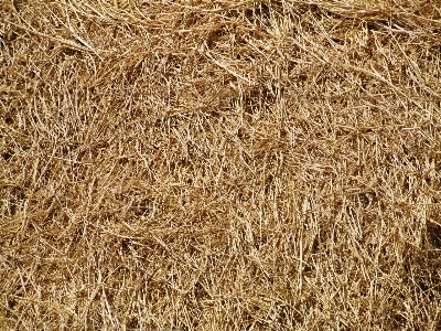 Grass plant hay bale Photo