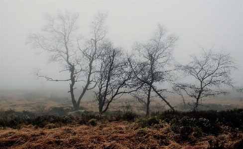 Landscape tree nature forest Photo