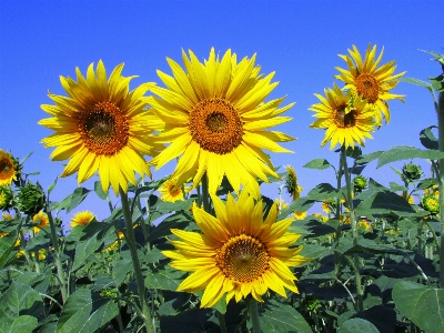 Growth plant field meadow Photo