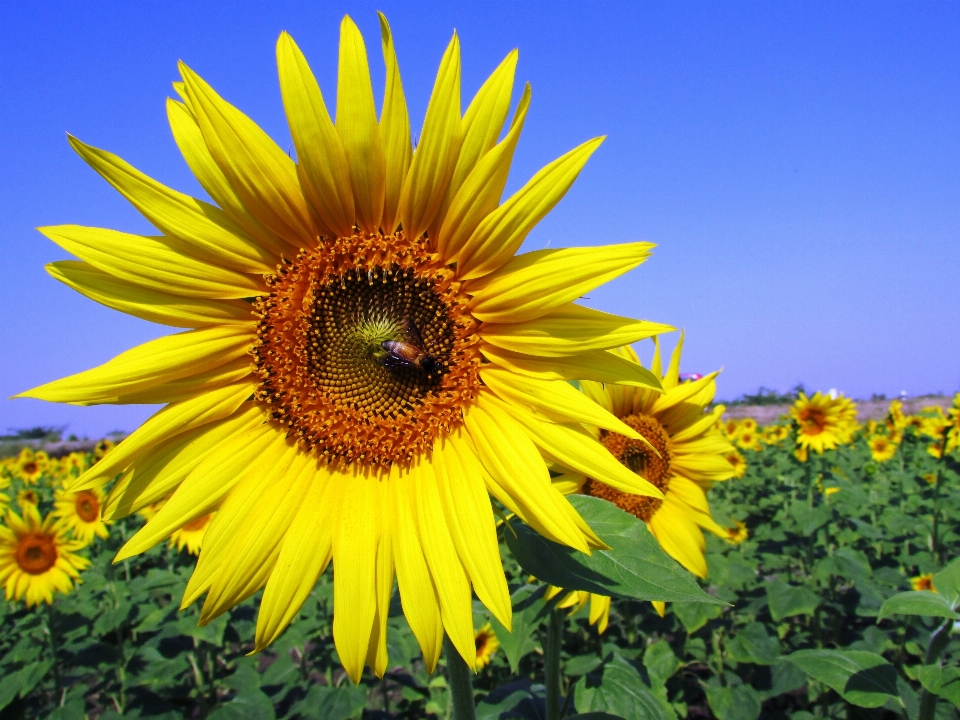 Croissance usine champ fleur