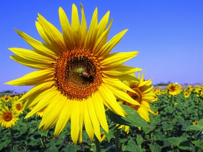 Growth plant field flower Photo