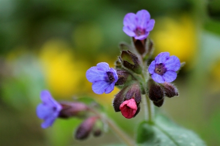 Nature blossom plant flower Photo