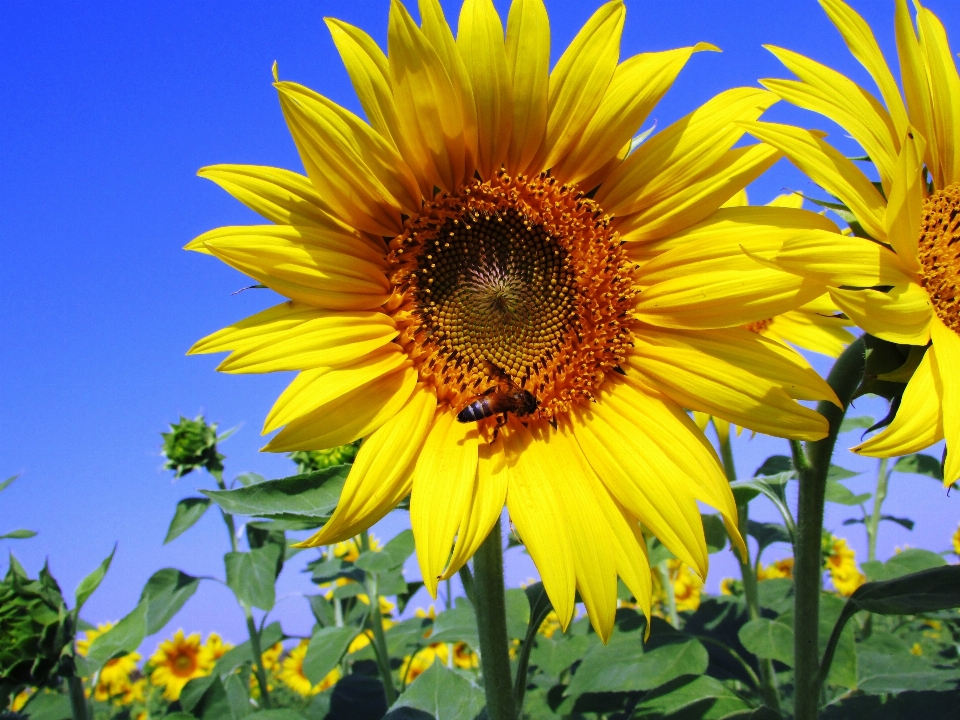 Croissance usine champ fleur