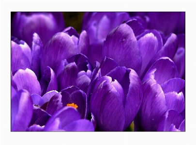 Nature blossom light plant Photo